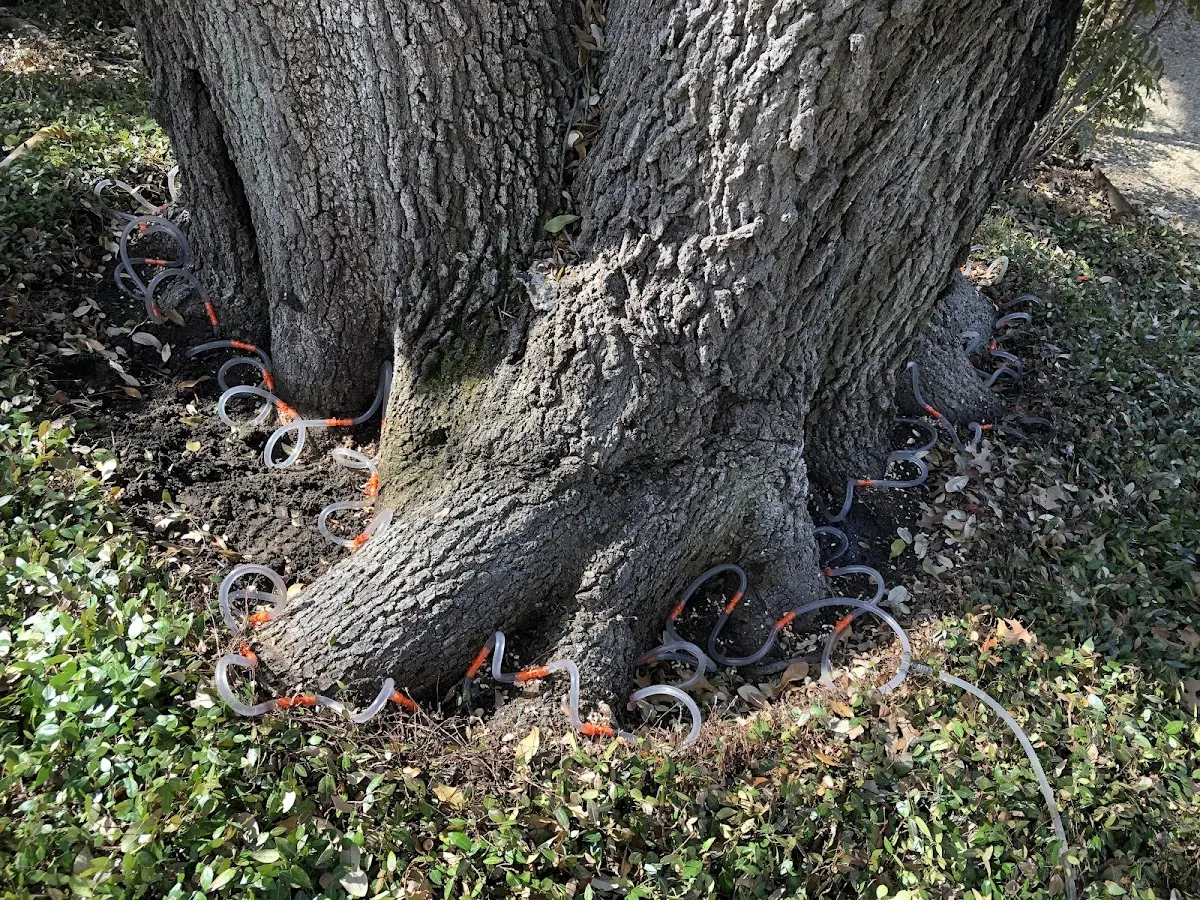 Detailed Tree Cabling and Bracing job site in Valley View